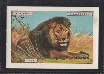 tobacco lion LION - Large 95 + year old English Tobacco Card # 8