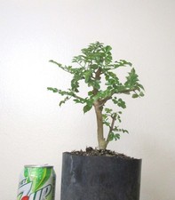 Orange Cape honeysuckle for unique blooming mame shohin bonsai #2