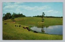 Postcard Black Angus & Scottish Highland Cattle Buffalo Ranch Concord NC