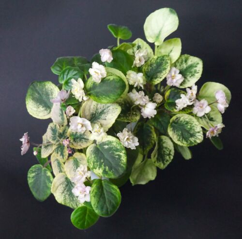 SV-Gorod Nachodka 2 Blätter/ 2 leaves African Violet Usambaraveilchen