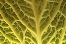 35 MM Color Slides Pro Photo Abstract Art Food Cabbage Leaf Close up 2002 #25