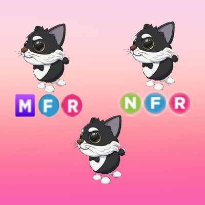Tuxedo Cat - Adopt - FAST DELIVERY!