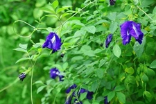 Butterfly Pea Flower Thai Blue Tea Herb  Clitoria ternateaGarden Vine Heb