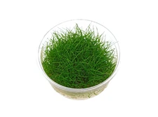 BUY2 GET1 FREE Eleocharis acicularis Dwarf Hair Grass Tissue Culture Aquarium