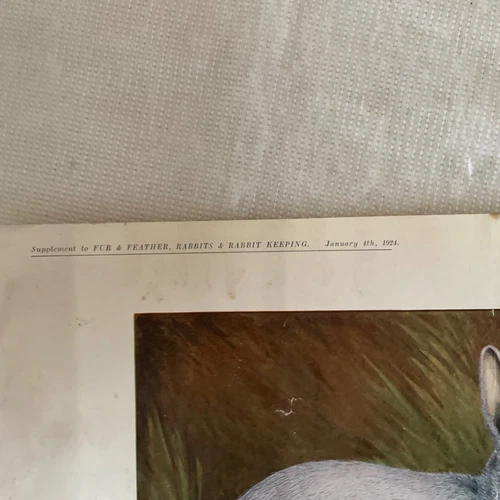 Silver Glavcot Print - Supplement Fur & Feather Rabbits Rabbit Keeping Magazine - Picture 4 of 4