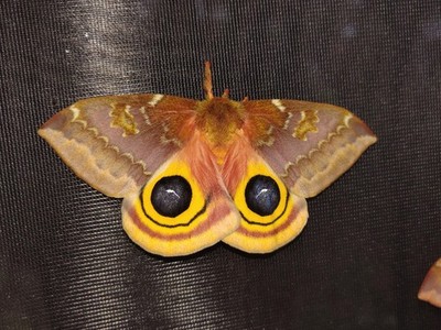 1 Live Io Moth Cocoon Sleeve Raised.