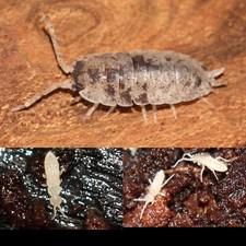 25 Dalmatian Isopods  Medium Springtail Culture   Porcellio scaber 