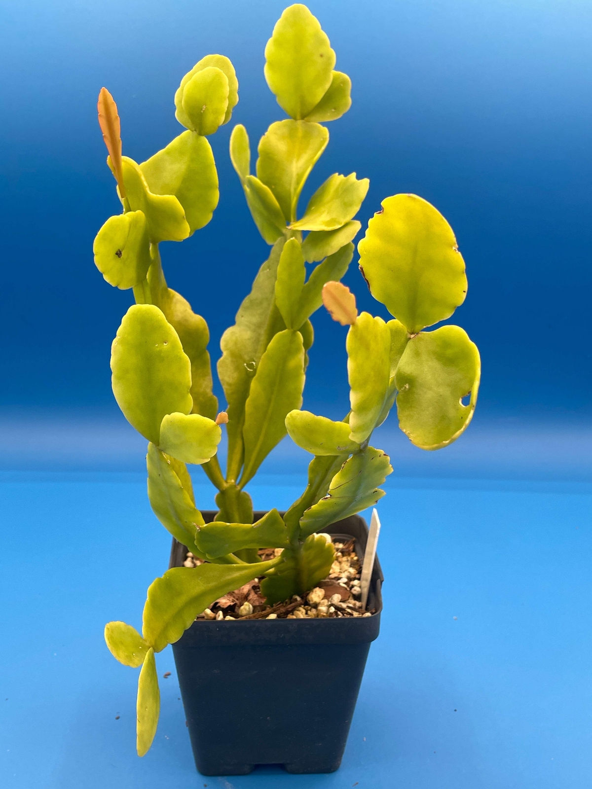 Rhipsalis Pachyptera Cactus Ready For Hanging Basket 3.5" Pot Huge/Oversized!