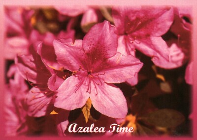 Postcard Azalea Time Flower 