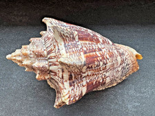 Voluta ebraea 165 mm - Brasile - Voluta eccezionalmente grande - ottimo pezzo da collezione