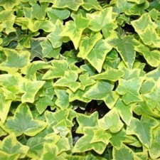 x3 Yellow  Variegated Rooted English Ivy Cuttings outdoor/indoor plant