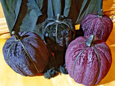 Halloween Decorations 4 Count Velvet Pumpkins 3 Purple, 1 Black