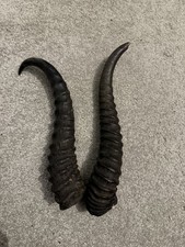 Vintage Spiral Antelope Horns – Natural Pair – Decorative / Display / Craft