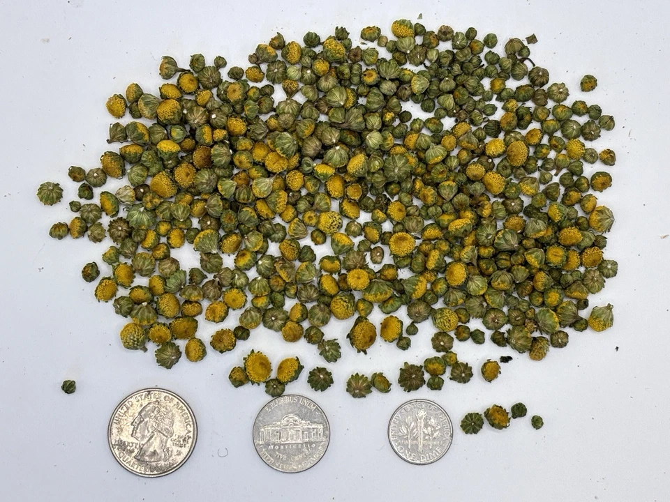 Органические мяты - КРОШЕЧНЫЕ ЖУЖЖАЩИЕ ОРЕХИ Заправка - Дышите Мятой Размер Spilanthes Цветы - Изображение 4 из 4