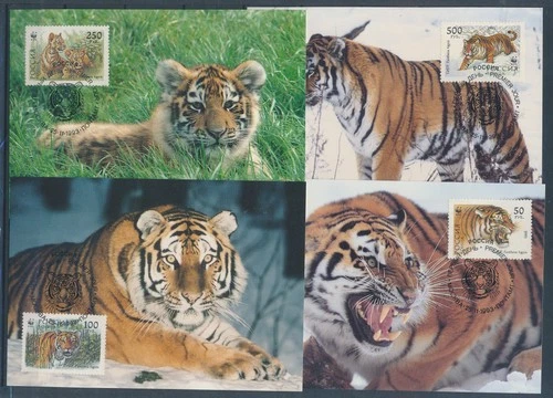 XE59673 Russia 1993 WWF tiger wildlife maxicards used