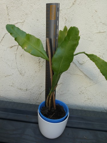 Blattkaktus Epiphyllum bewurzelt Ableger ca38cm Epi Kakteen Kaktus Weiß Rot Gelb - Bild 24 von 24