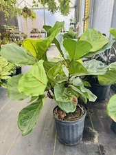 Fiddle-leaf fig