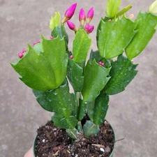 Schlumbergera truncata Thanksgiving Cactus Succulent Plant