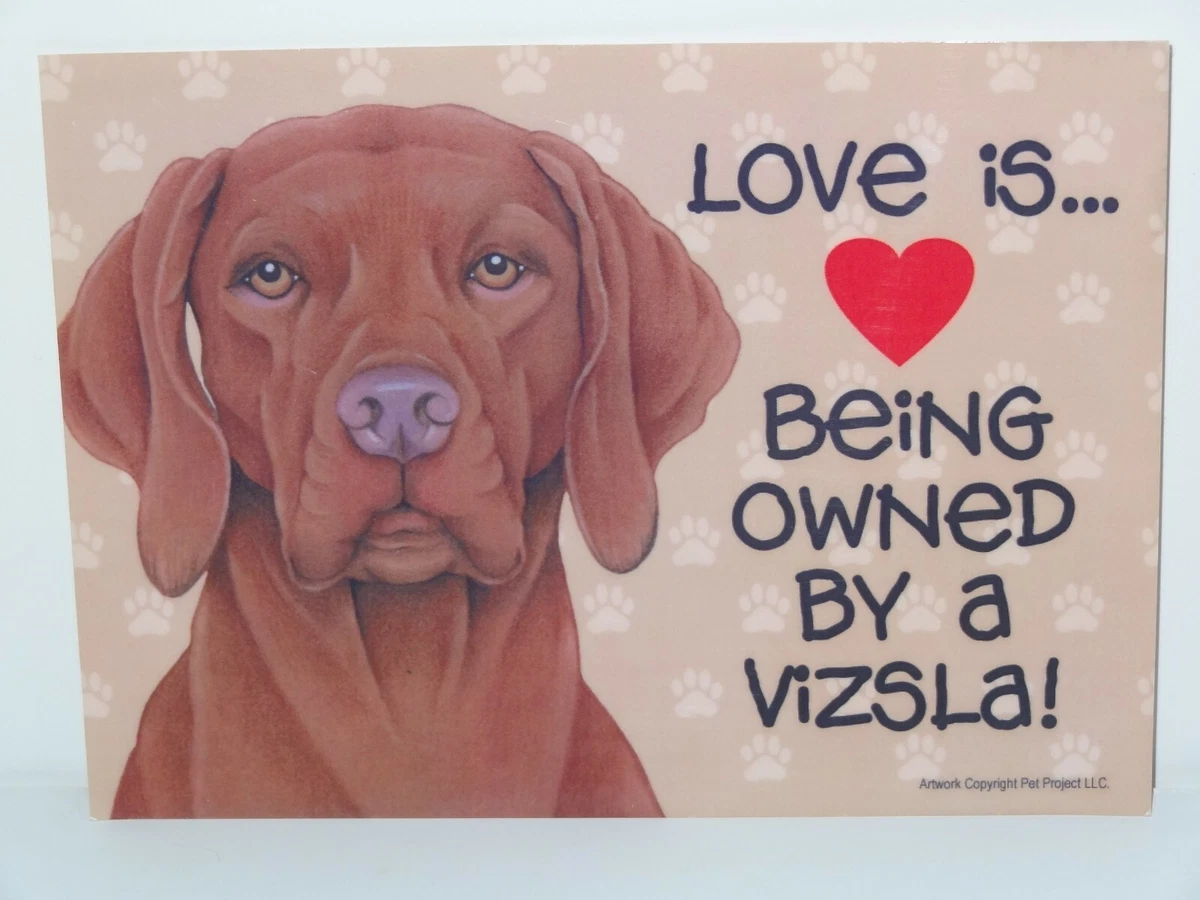 Vizsla love cheap
