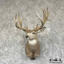 #30677 P | Mule Deer Taxidermy Shoulder Mount For Sale