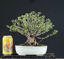 Satsuki Azalea Bonsai var. Kazan