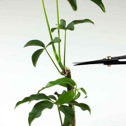 Autentiche forbici per bonsai giapponesi Hanafubuki/- - Foto 10 di 11