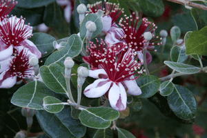 Pineapple Guava 3 GAL 10 Acca Feijoa sellowiana árbol de frutas tropicales en vivo Pineapple Guava 3 GAL 10 Acca Feijoa sellowiana árbol de frutas tropicales en vivo