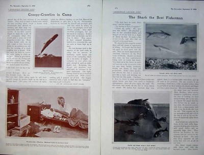 Old Antique Print 1906 Robinson Crusoe Ants Nest Fish Bed Camp Cooking 20th