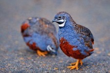 12 Exotic Mystery Pack Button Quail Hatching Eggs Chinese Painted SPECIAL RARE