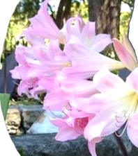 3 Amaryllis Belladonna Pink Naked Ladies Surprise Lily Perennial Bulbs