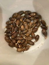 Lot Of 50 White Oak Sprouted Acorns Tree Seed Float Tested Viable Seeds