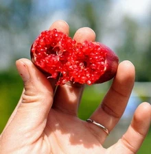 Red Finger Lime Tree - 34"-48" Tall Fruit Caviar Tree- With 2Day SHIPPING 