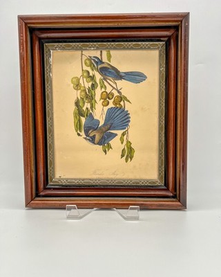Framed Florida Jay Bird Print Ornithology Wildlife Wall Art Vintage Style