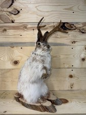 New Full Mount Jackalope/Taxidermy/deer mount/antlers/craft/hunting/art/
