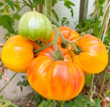 Tomato HAWAIIAN PINEAPPLE BEEFSTEAK Heirloom Indeterminate USA Non-GMO 30 Seeds.