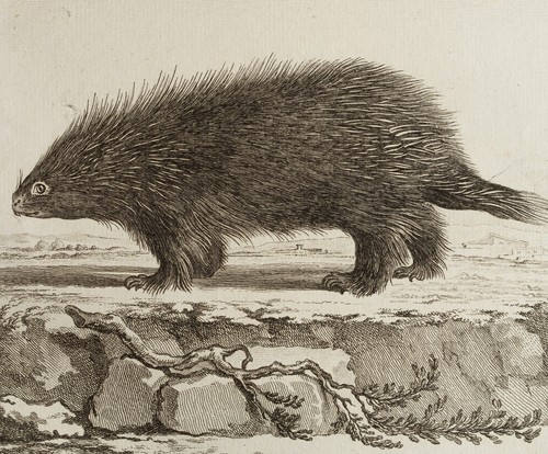 BAQUOY (*1721) nach SÈVE (*1742), Darstellung eines Stachelschweins, um 1770, KS - Bild 3 von 5