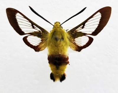   Breitrandiger Bienenfalken-Motte - Original erhaltenes Exemplar mit historischem Datum