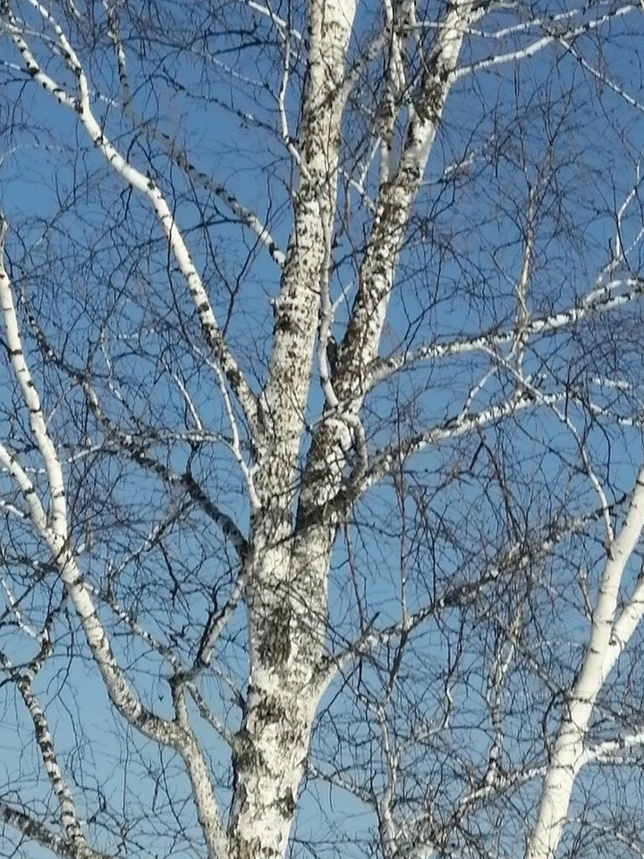 Семена азиатской белой коры березы (Betula platyphylla) бонсай (быстрорастущие) - Изображение 2 из 4