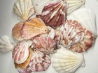 New! Natural Folded Scallops Pre Drilled Holes DIY Jewelry Making Crafting Lot — photo 10