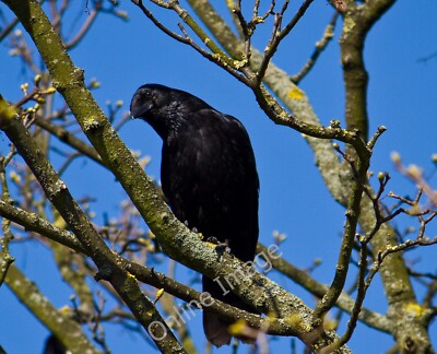 Photo 6x4 Corvus Curiosa Finchley A Carrion Crow (Corvus corone) eyes me  c2011