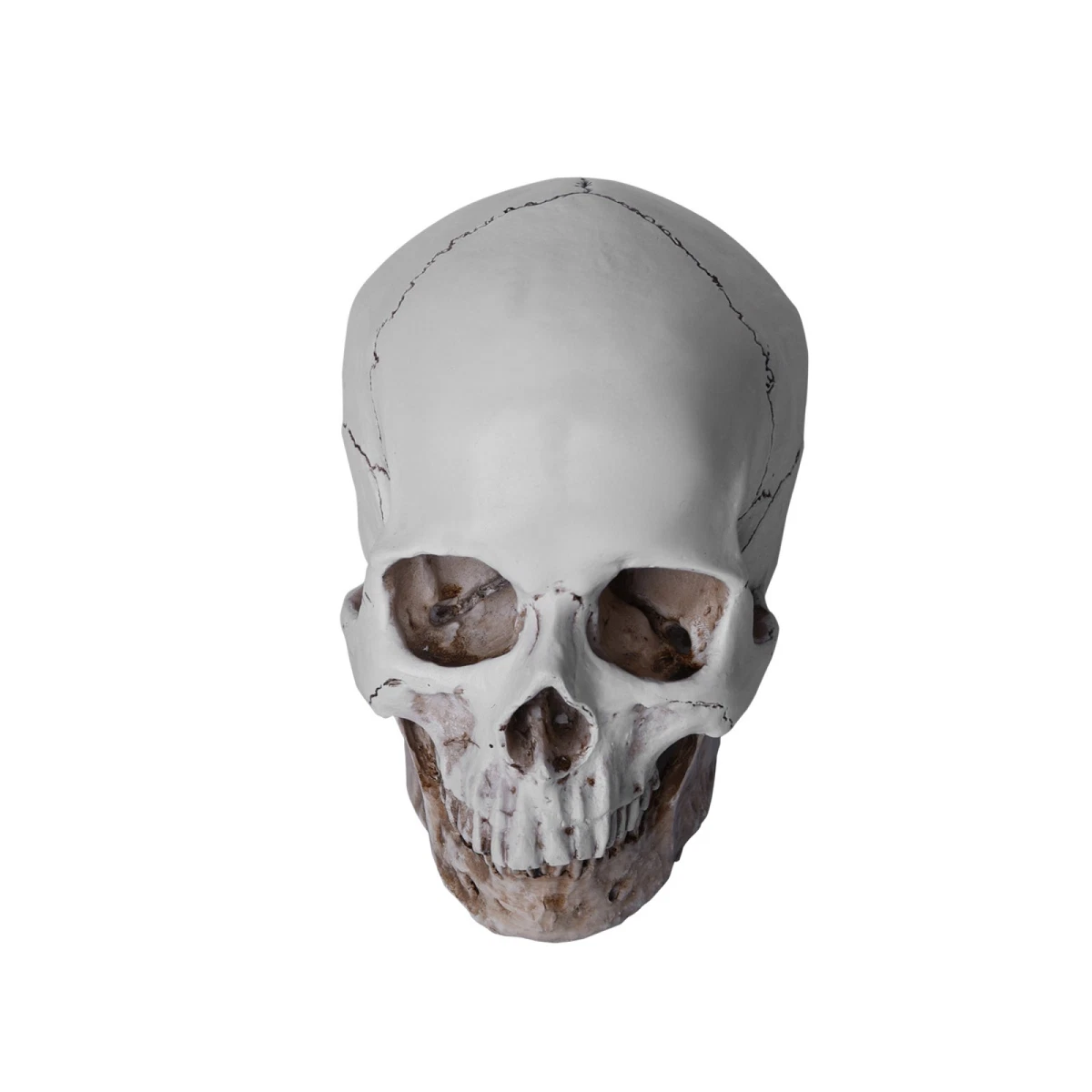 Pack 3 Cabezas De Calavera Realistas De Resina - Decoración Halloween, Terror, Mandíbula Móvil