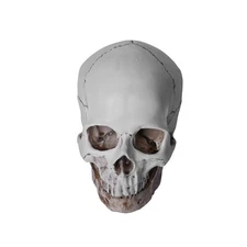 Lifesize Realistic Human Skull Replica Resin Model Anatomical Halloween Decor
