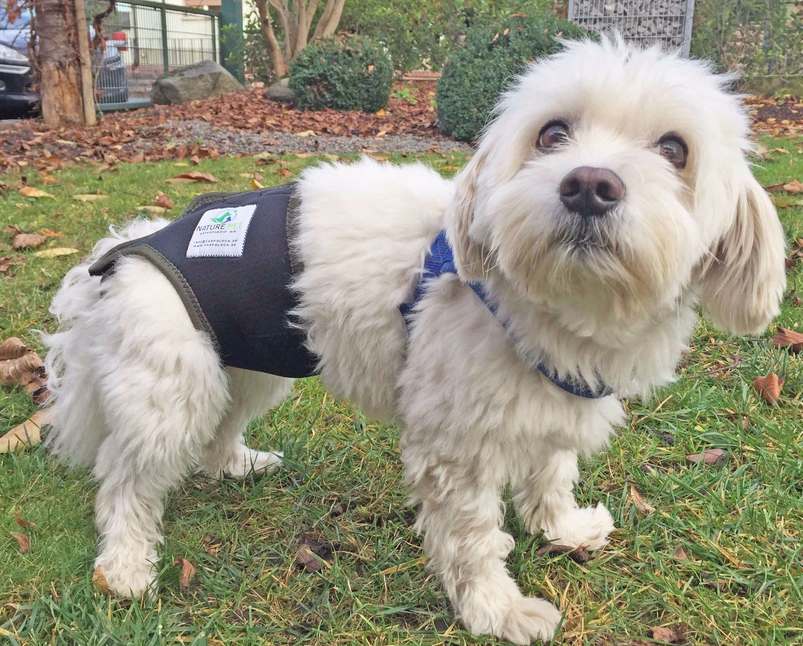 Dog Season Diaper Heat Pants Dog Nappy Incontinence Pants for Dogs