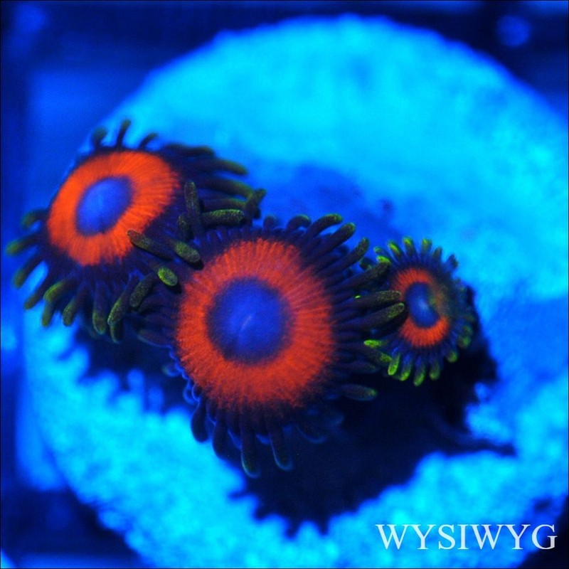 Corals of Eden ~ WYSIWYG Live Coral Frag ~ Ultra Zoa - Soft Coral