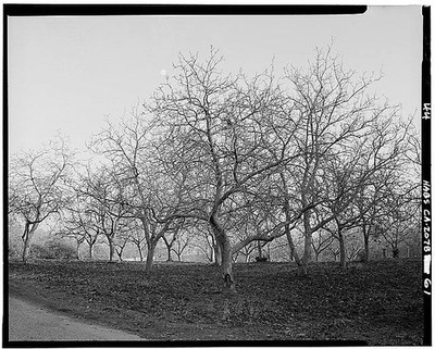 Photo:Danville California Eugene O'Neill House Orchard 1900s HABS Trees