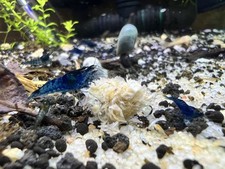 Barley Pellets Shrimp Invertebrate Food 1oz