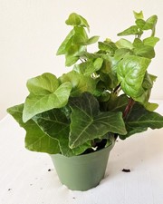 live green Ivy In 4” Pot healthy lush English ivy