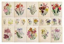 Jane Loudon 1841 Prints Bulbous Plants vintage botanical floral flower