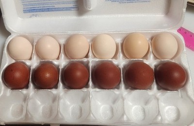Mixed Dozen Hatching Eggs   6 Ayam Cemani & 6 French Black Copper Marans   Fresh