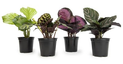 hanging garden planter Cera Metal 3 Tiered Hanging Planter